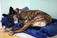 beryl_sleep_blue_bed