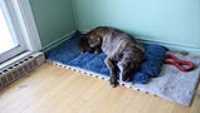 beryl_sleep_carpet_white_blue_office