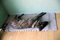 beryl_sleep_carpet_white_office