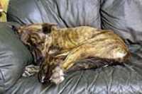 beryl_sleeping_couch