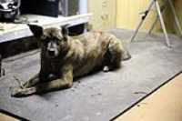 beryl_tapis_vache