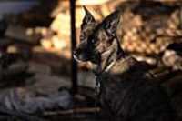 beryl_wood_pile_dusk_sun_2