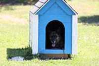 doghouse_beryl