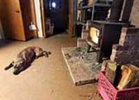 firedog