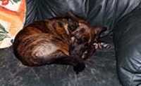 flash_test_sleeping_Beryl