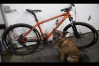 kona_bike_dog