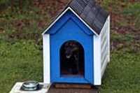 niche_pluie_chien_mouille