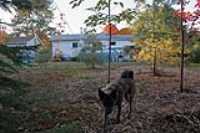 pulley_leash