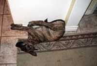 sleeping