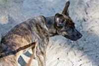 tired_Beryl