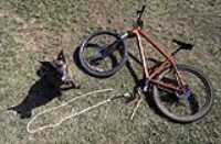 topdown_dog_bike_leash_mushing