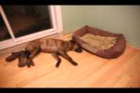 weird_sleeping_position_Beryl