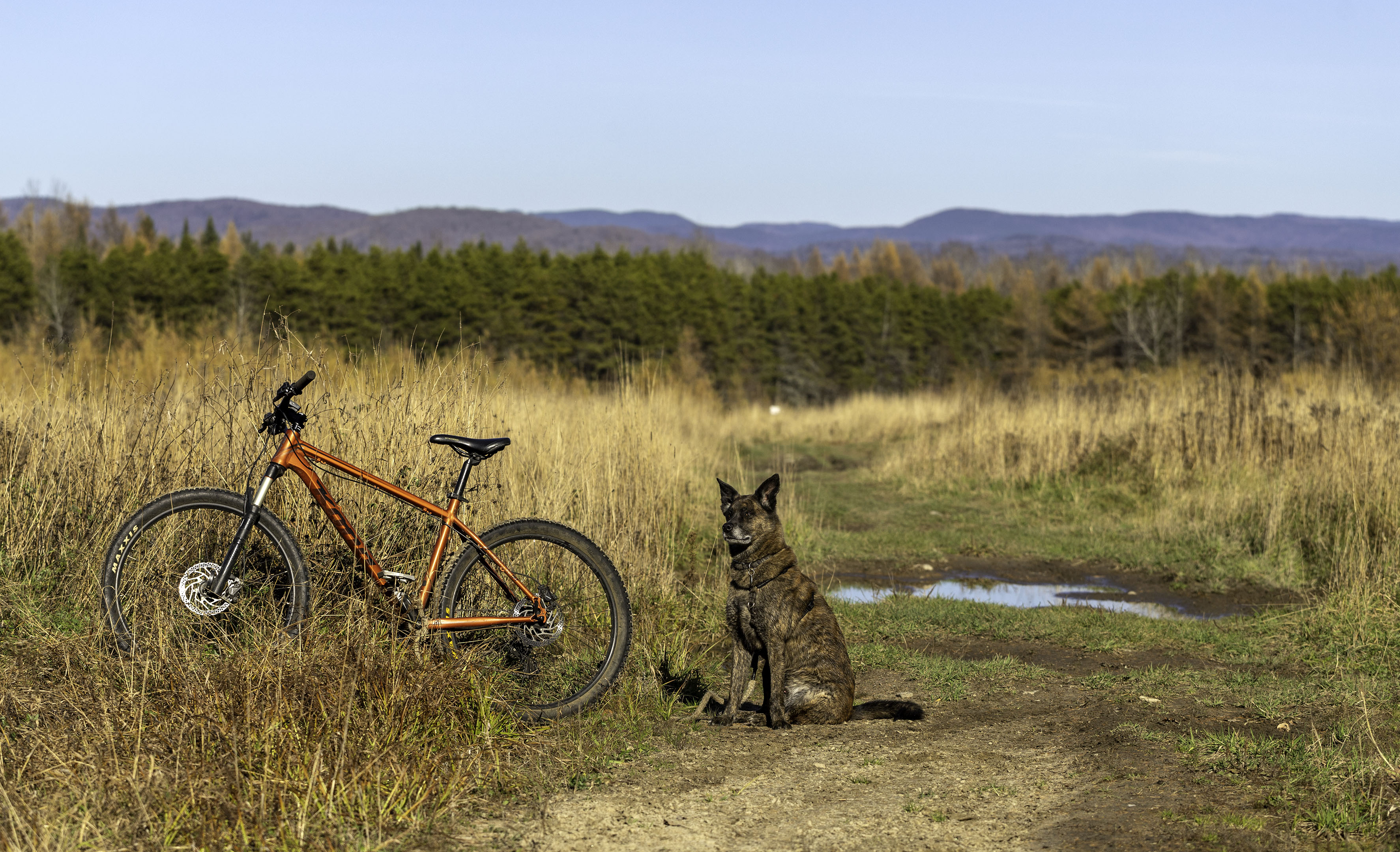 beryl_bike_kona_autumn_paysage