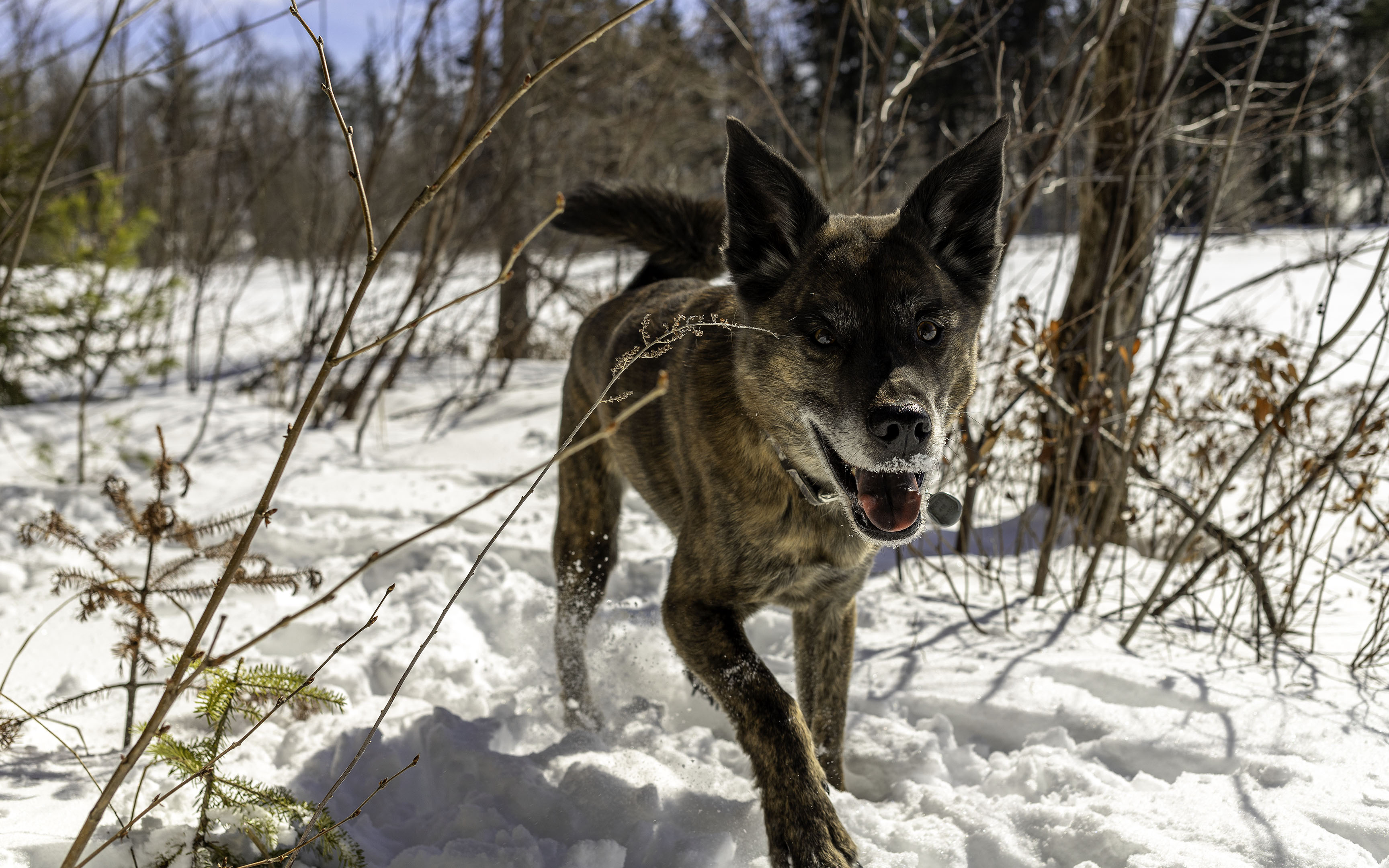 beryl_close_up_neige_lake