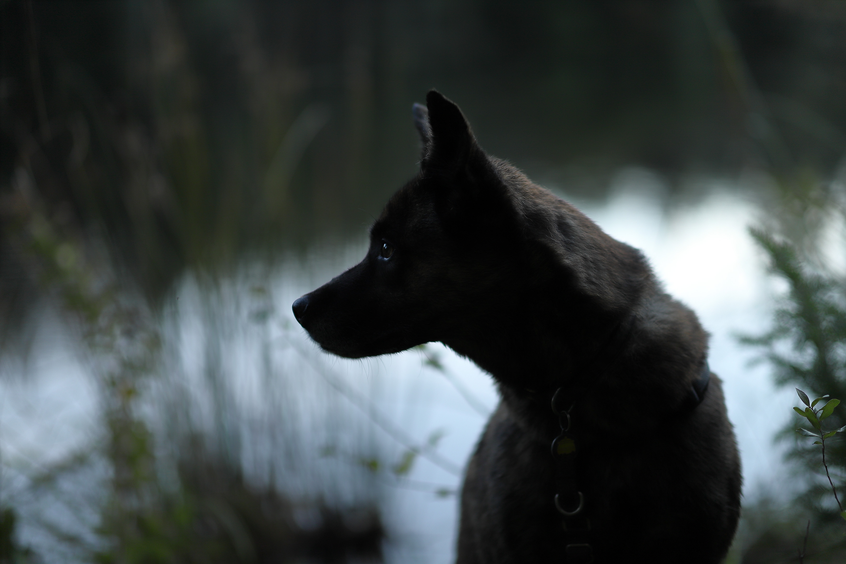 beryl_contrejour_lac