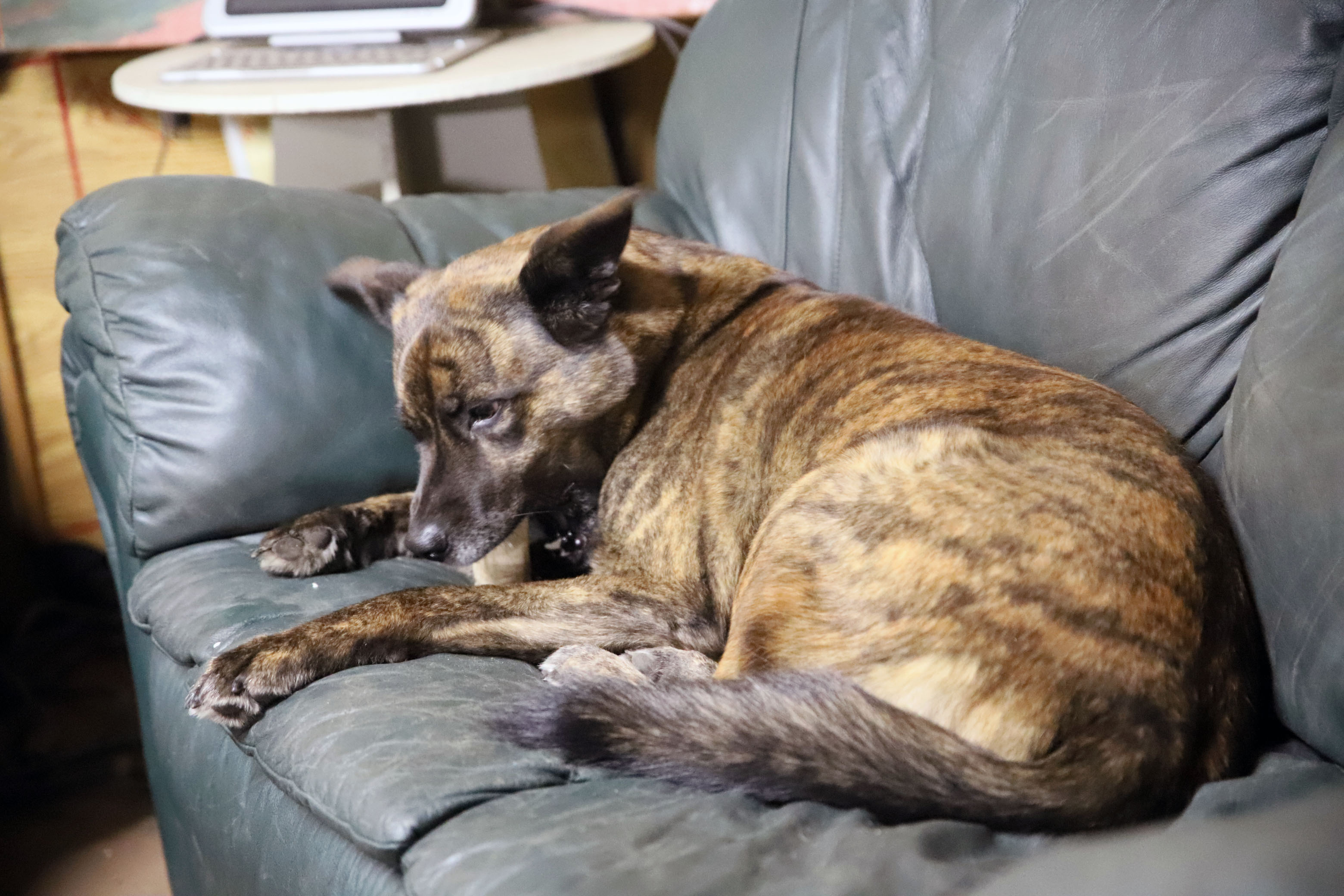 beryl_couch_close