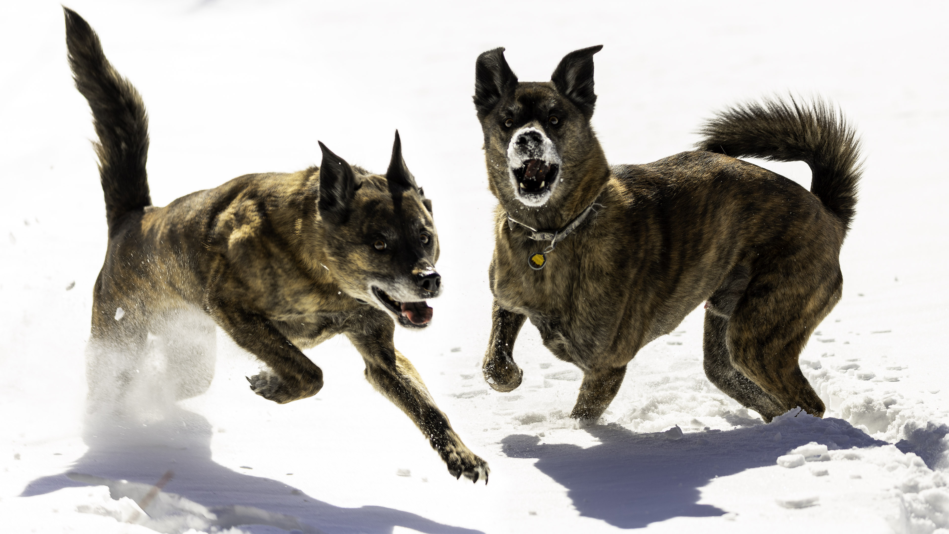 beryl_dual_snow_dog_lake