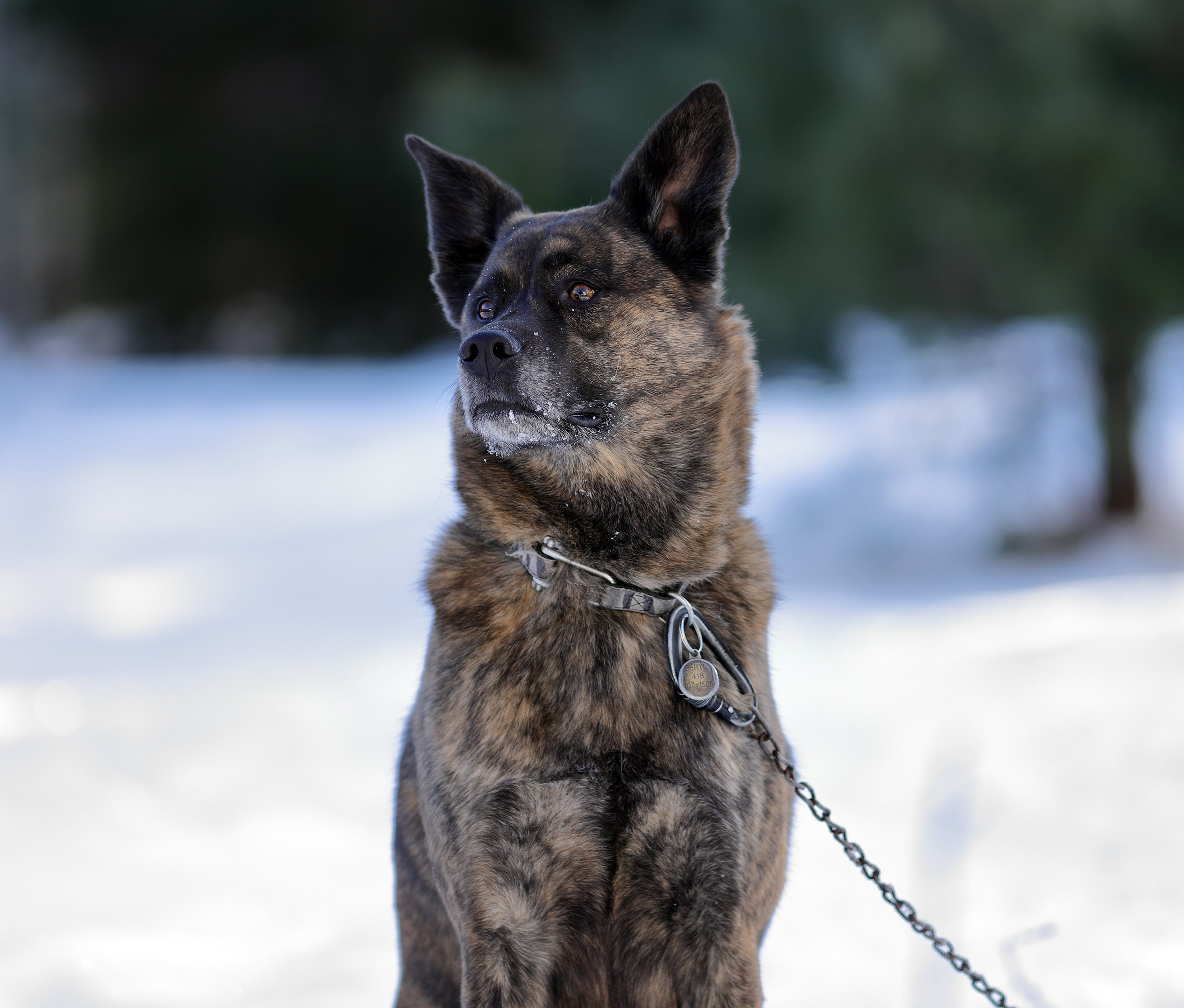 beryl_fetch_3
