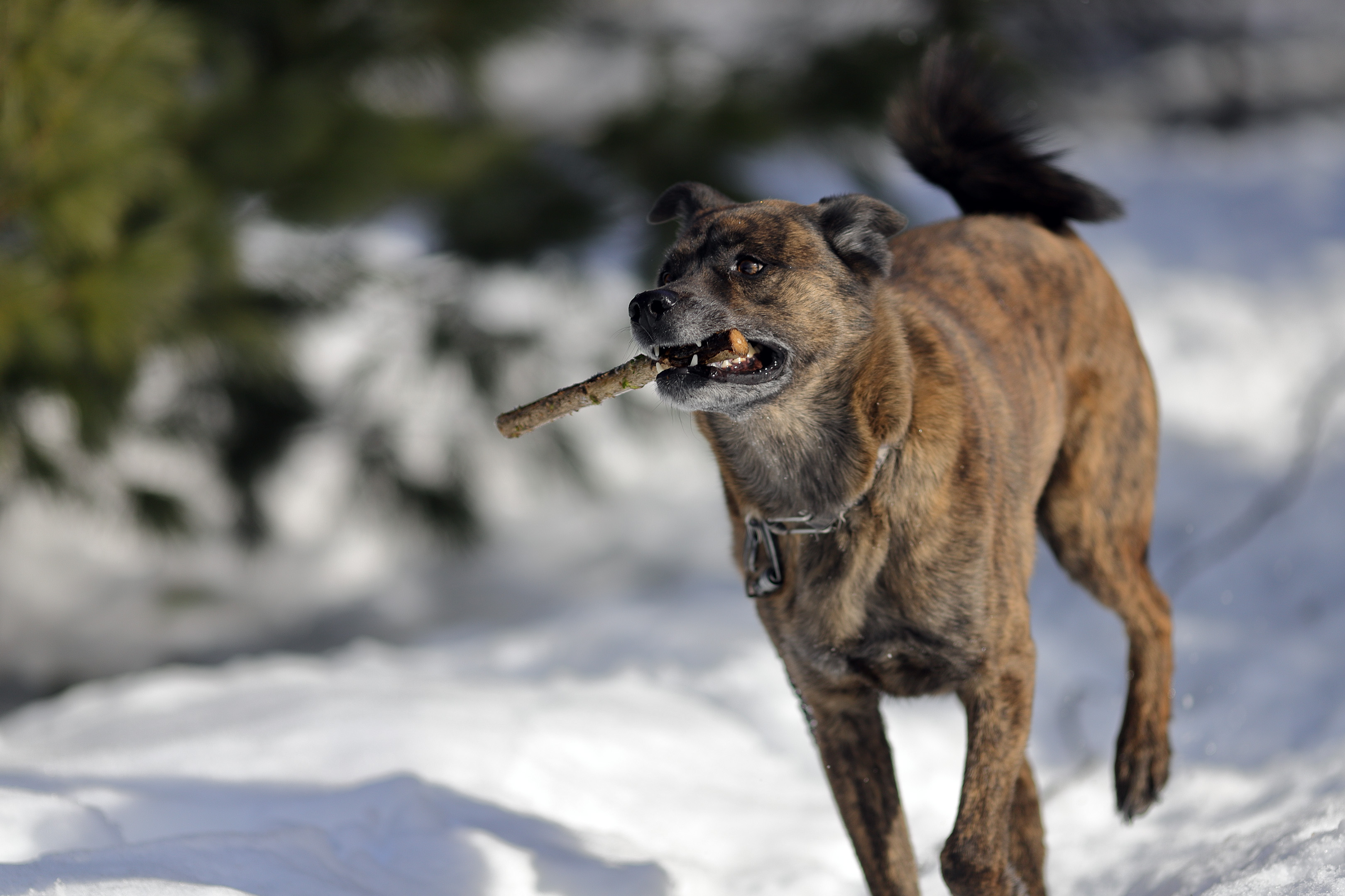 beryl_fetch_snow