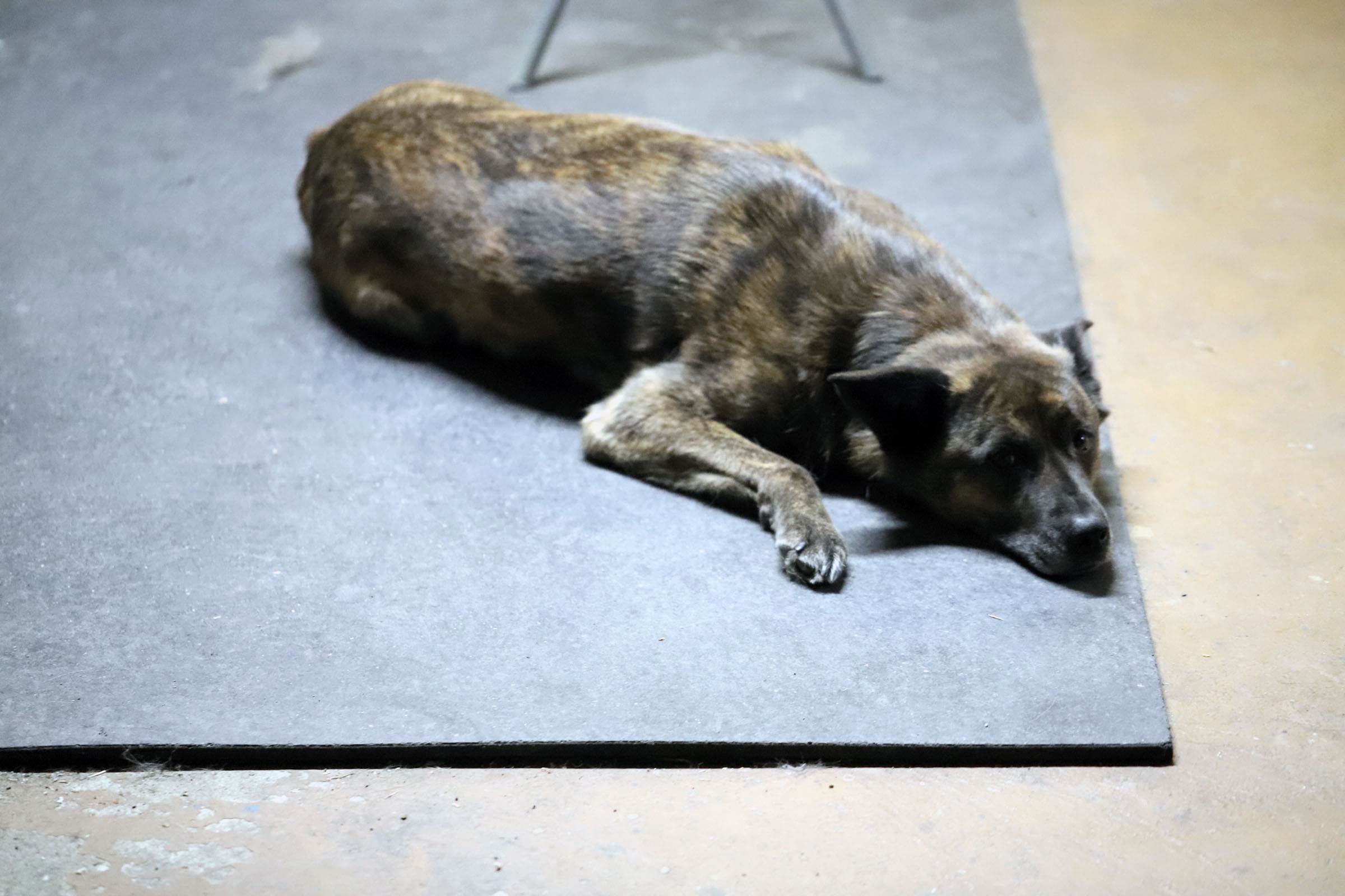 beryl_floor_mat_couche
