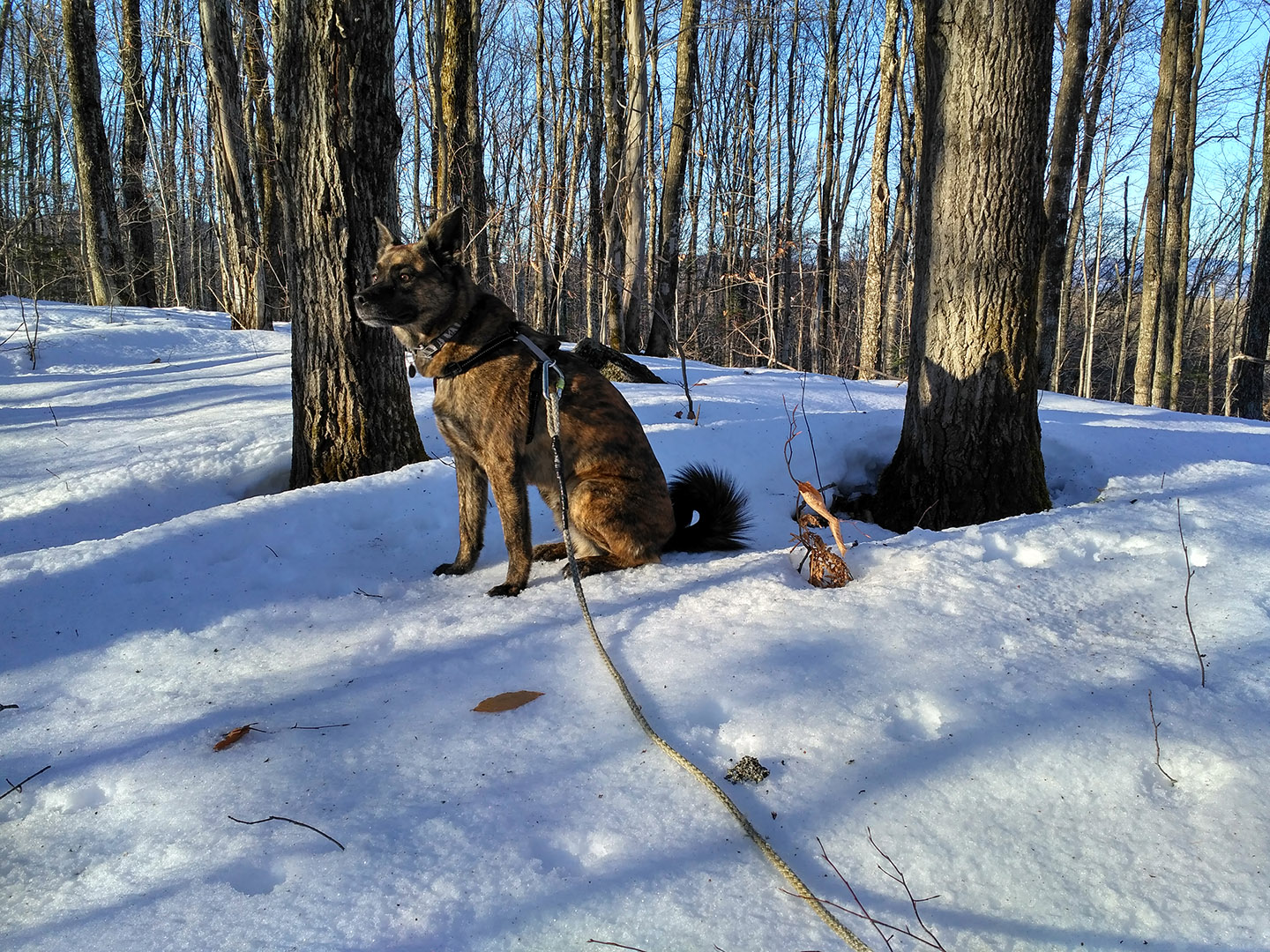 beryl_forest_hiver_harnais