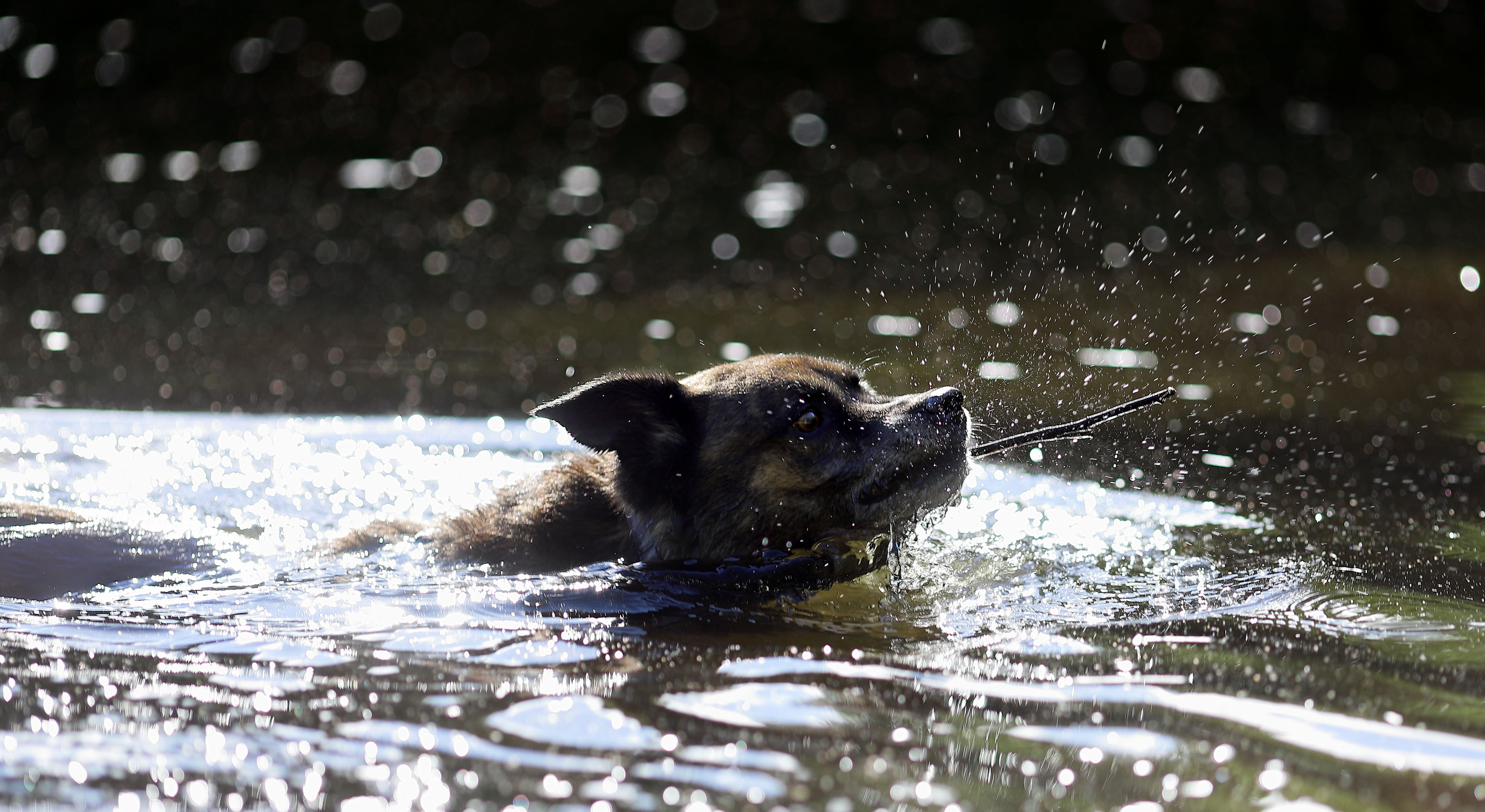 beryl_hdr_200mm_lake_fetch_stick