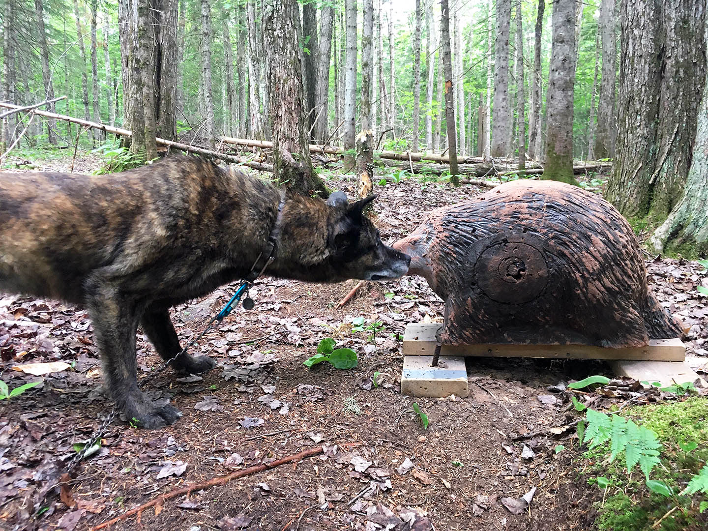 beryl_meet_plastic_porcupine