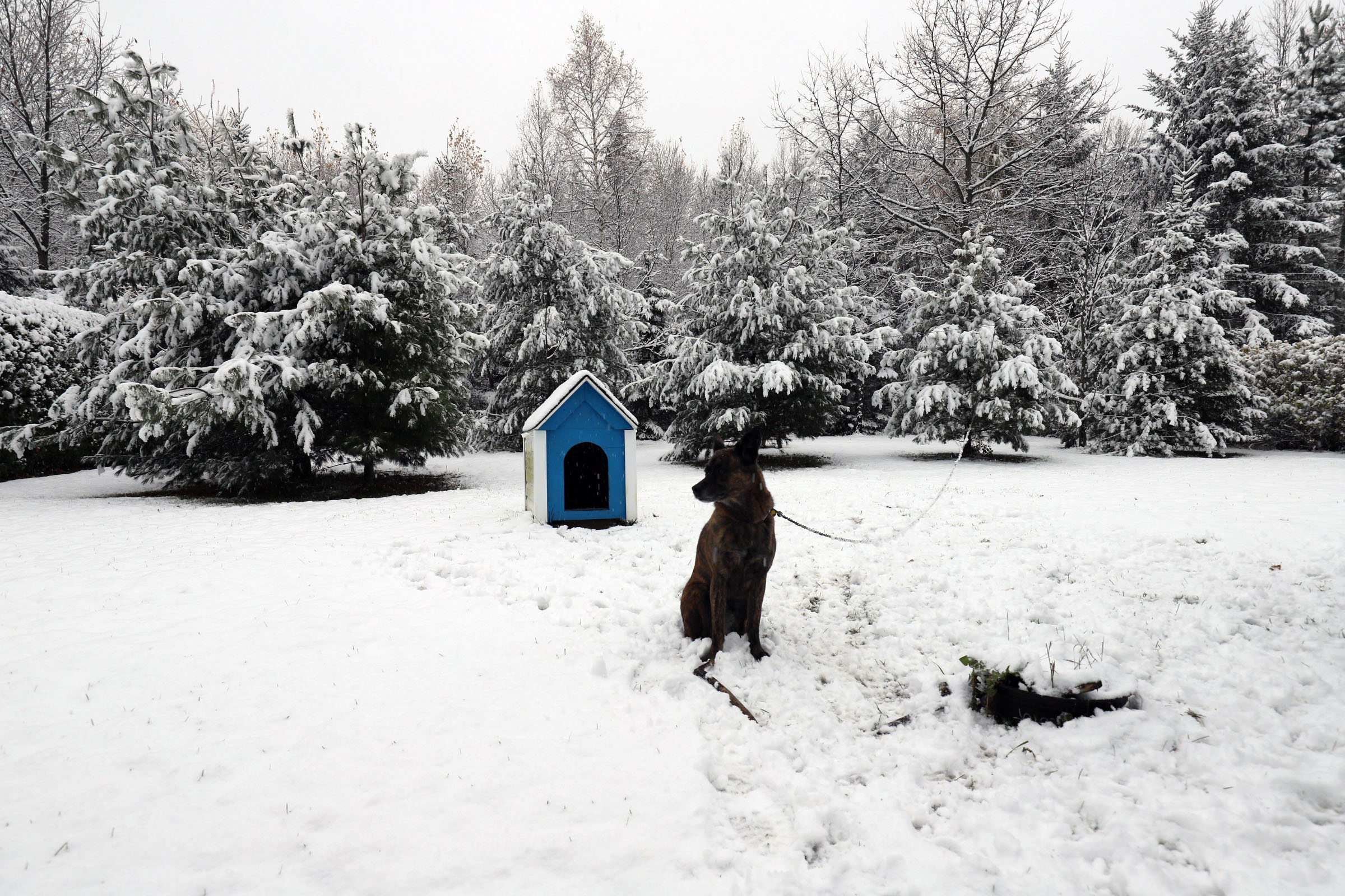 beryl_neige_hiver_cour_assis