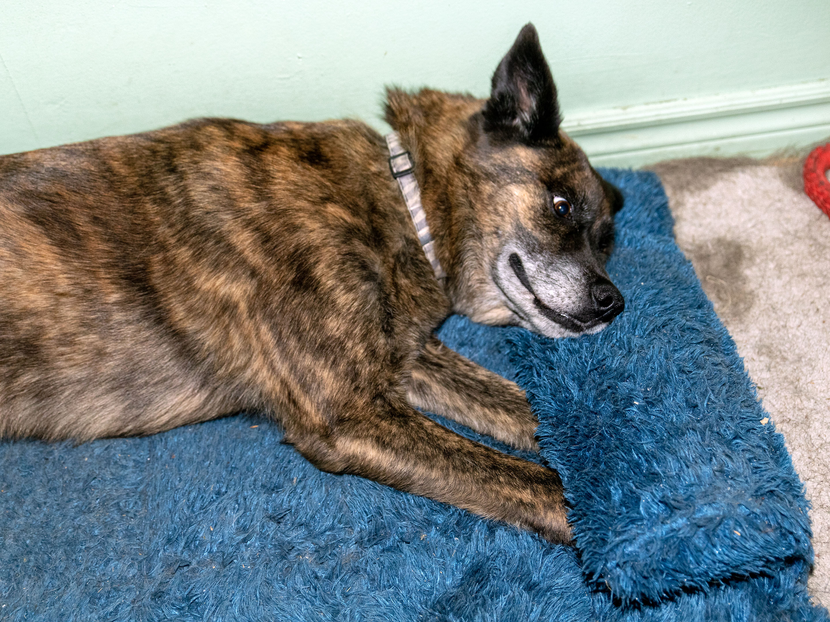 beryl_paw_under_pillow