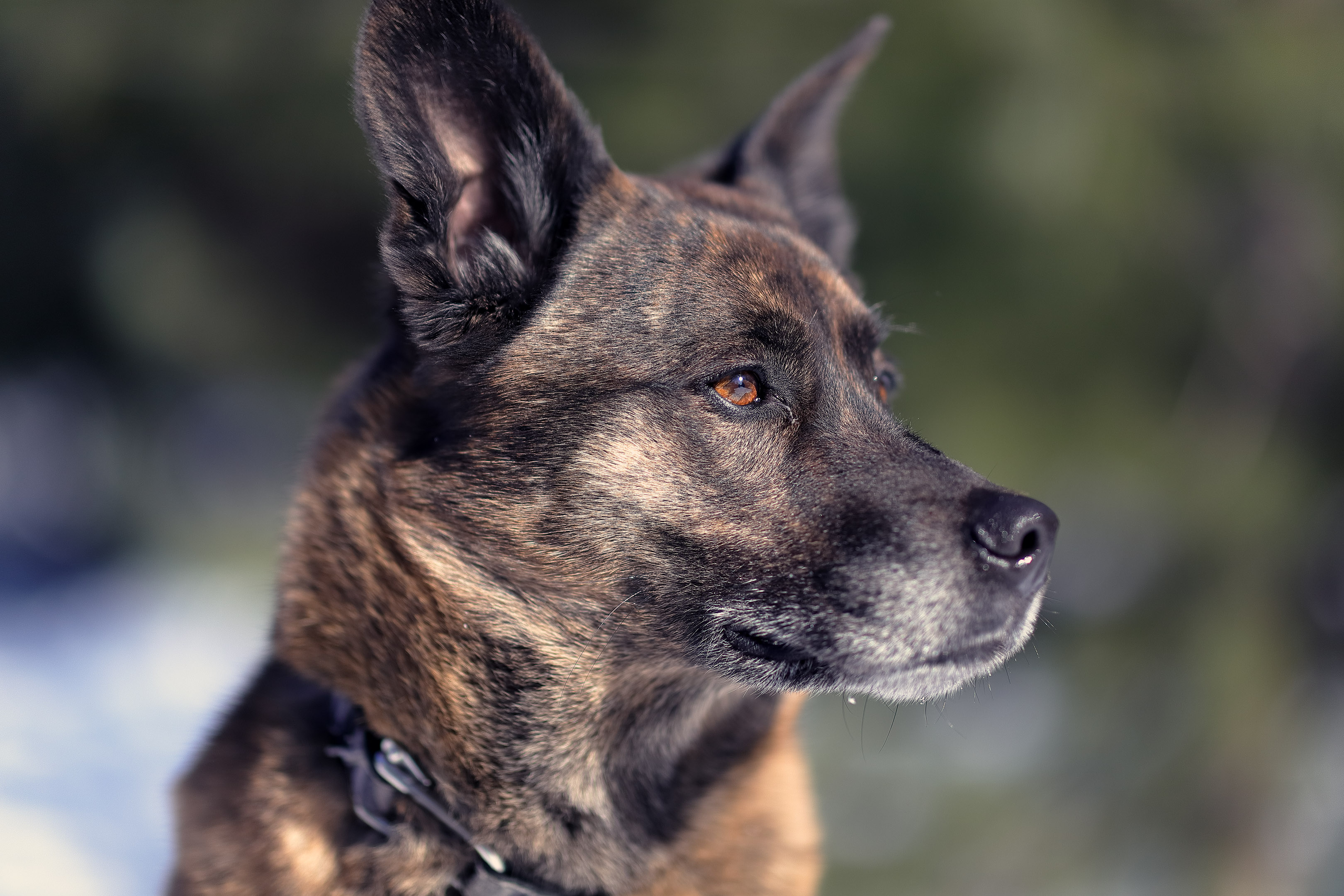 beryl_portrait_neige
