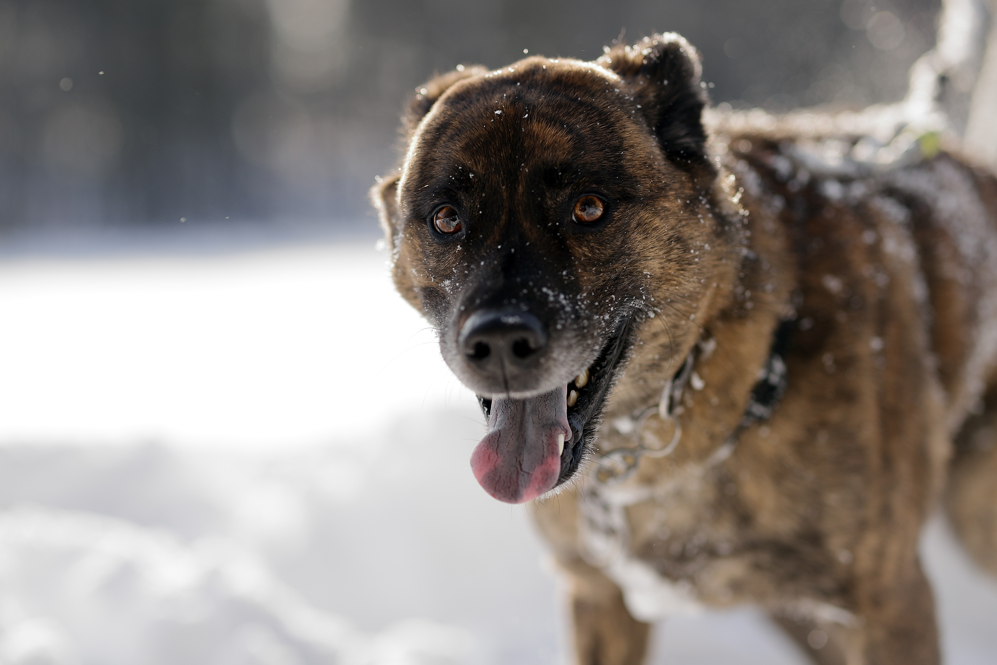 beryl_portrait_snow_lake