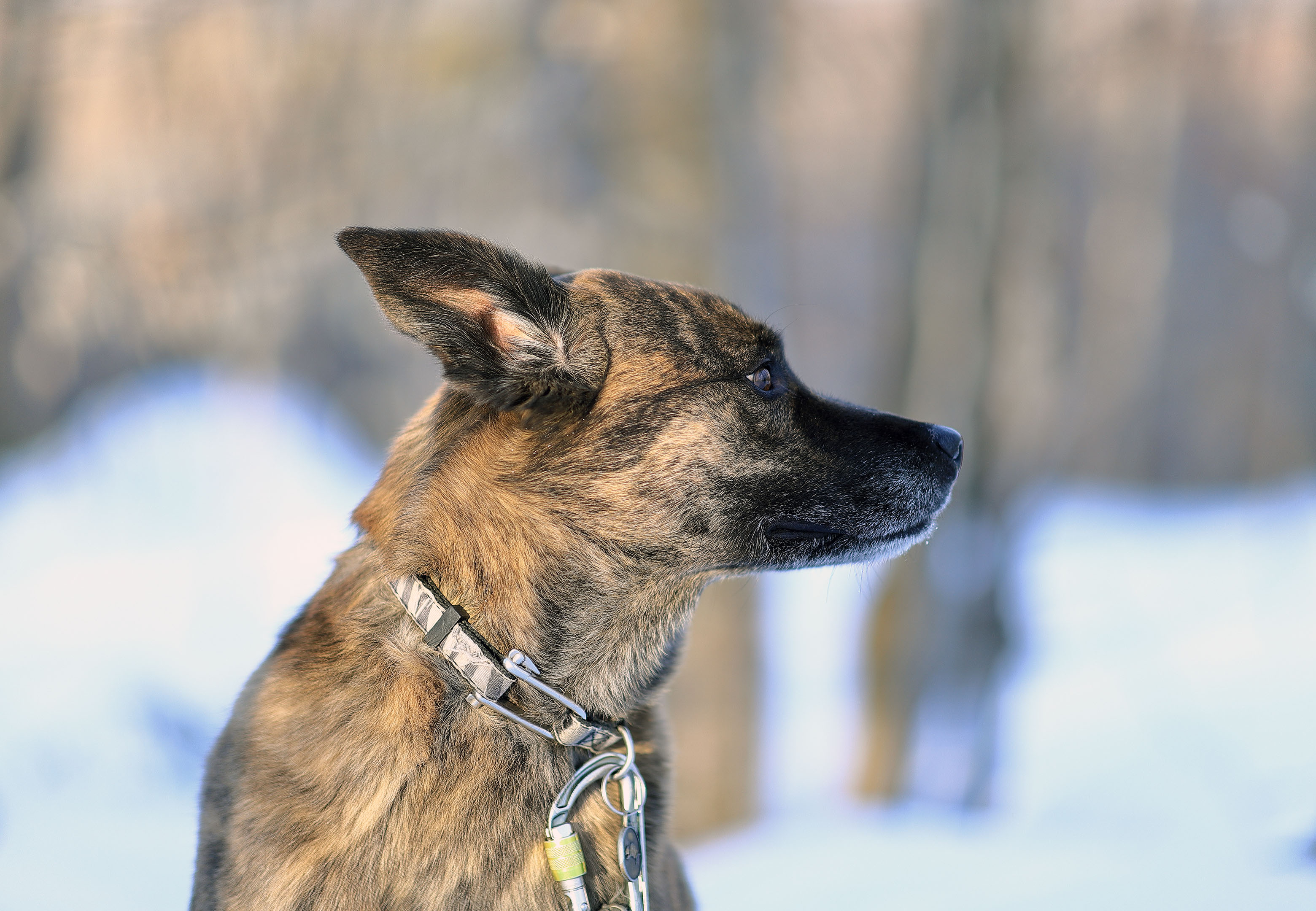 beryl_profil_neige_sunset