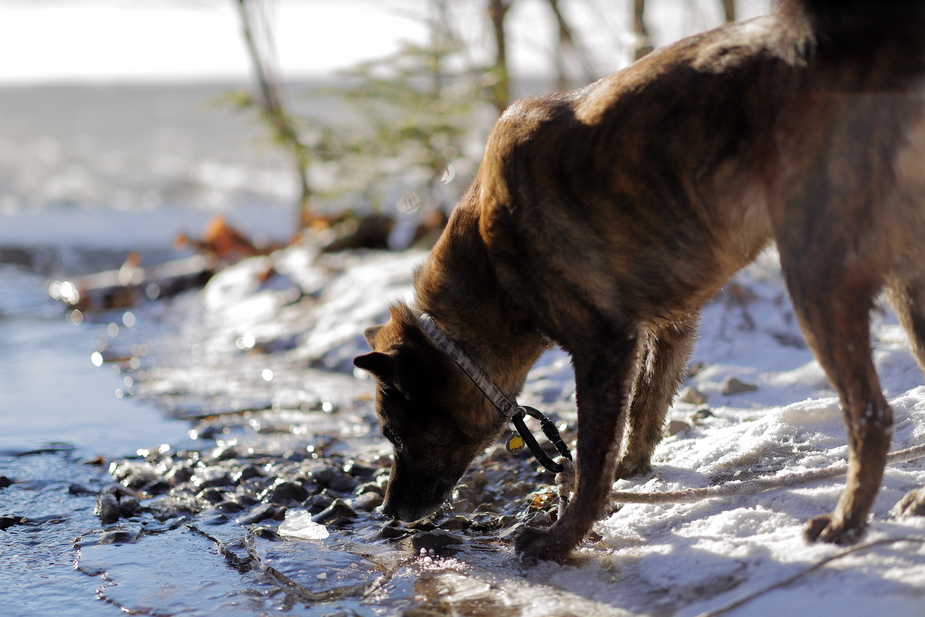beryl_promenade_xmas2020_2