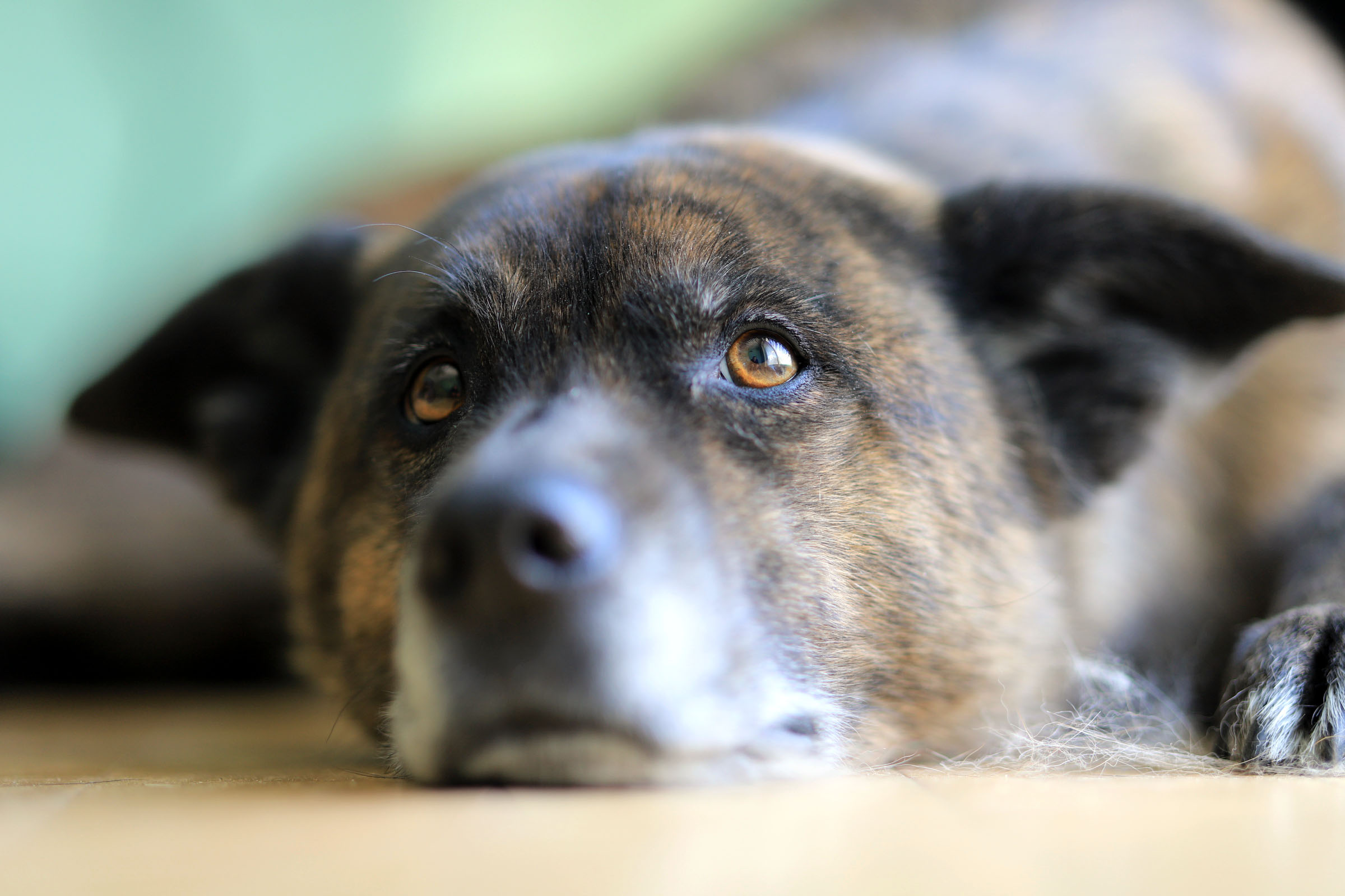 beryl_resting_closeup_eye