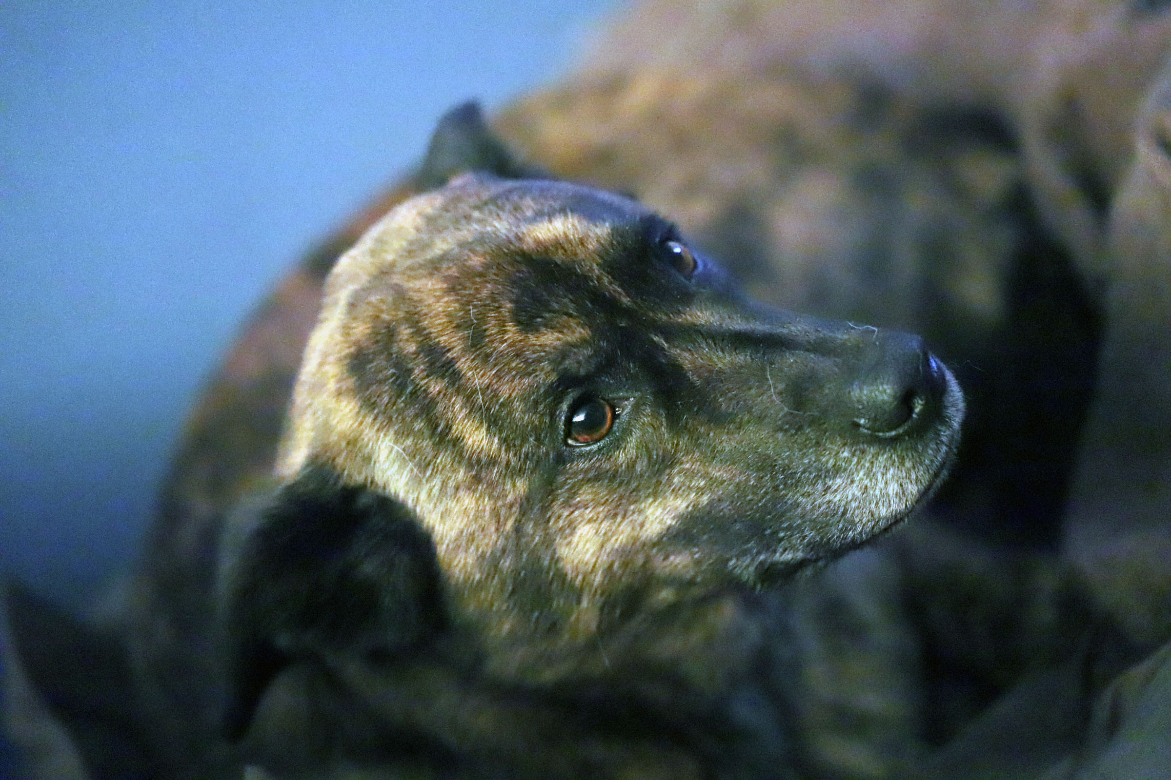 beryl_shallow_dof