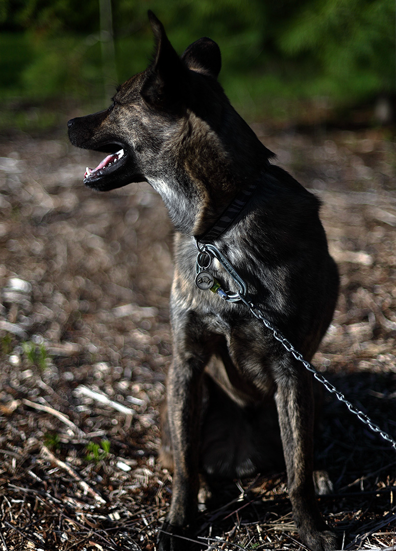 beryl_sit_outside_woodchip