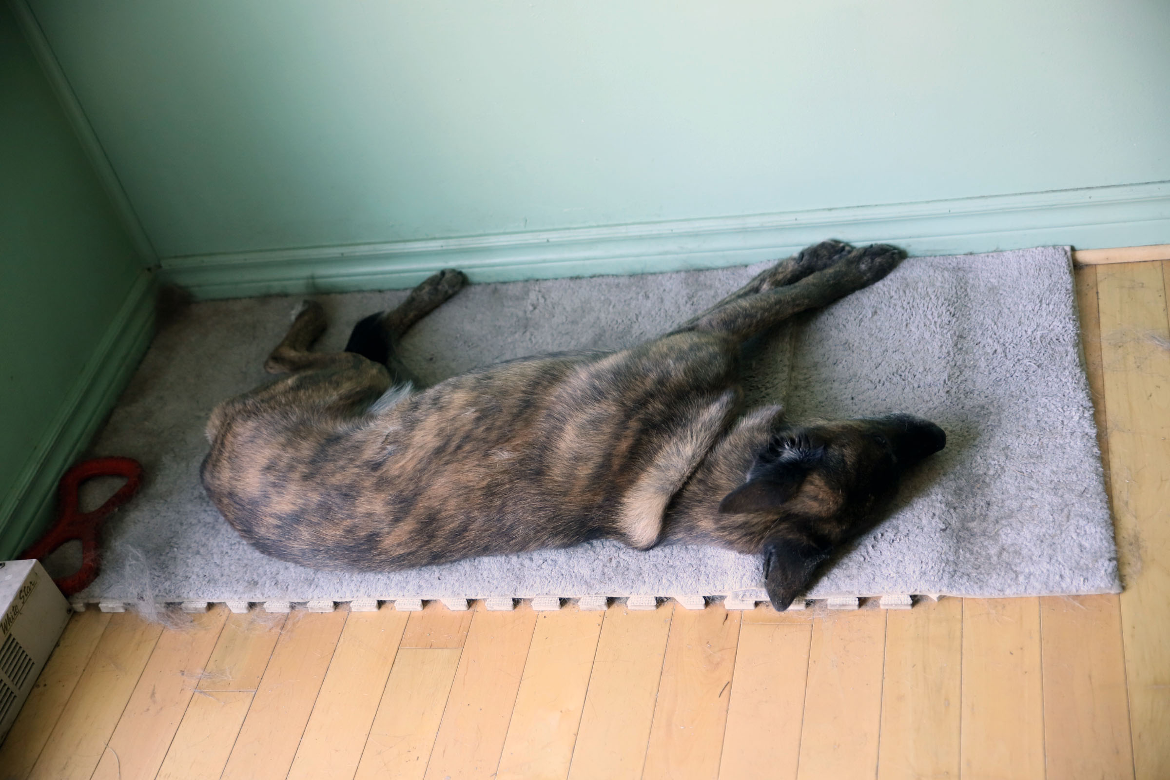 beryl_sleep_carpet_white_office