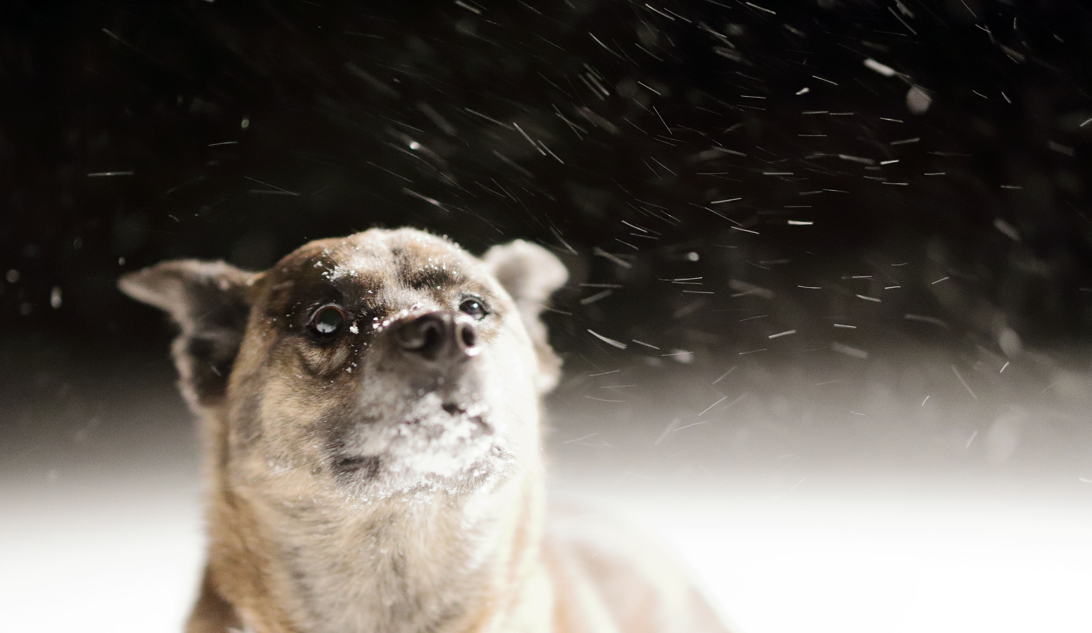 beryl_snow_science