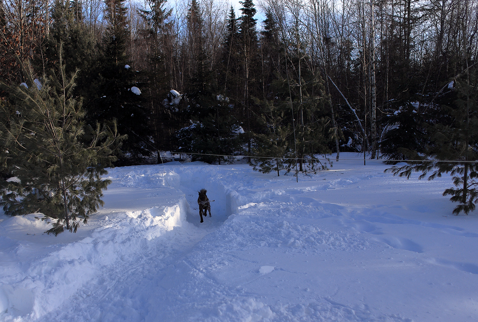 beryl_snow_trench_backyard