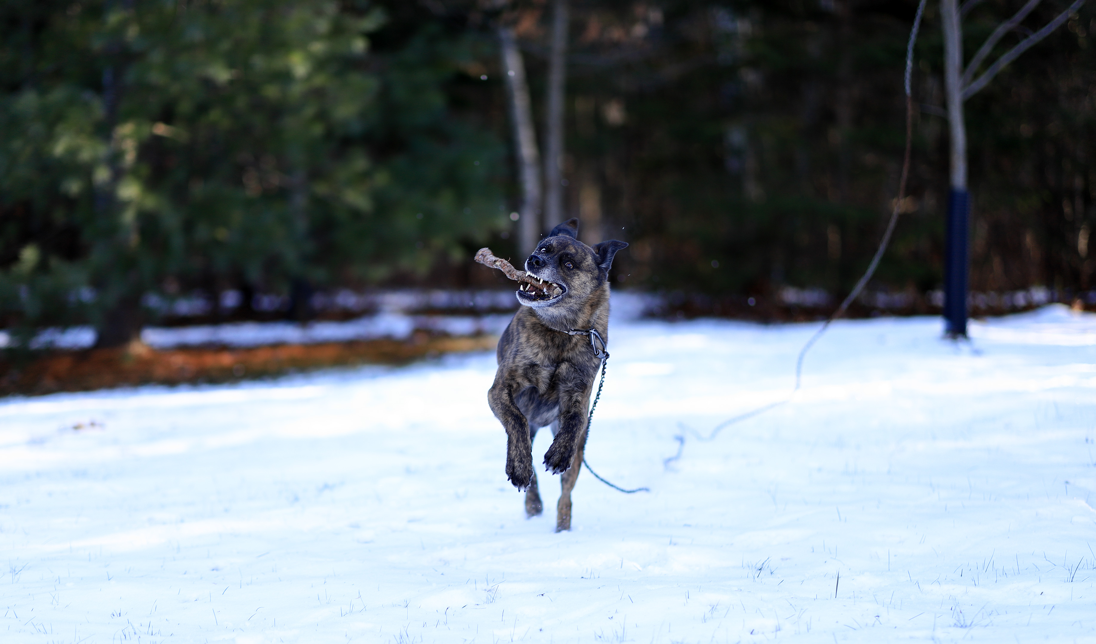 beryl_stick_fetch_run_toward