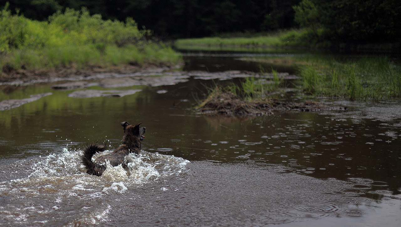 beryl_vs_swampsgator