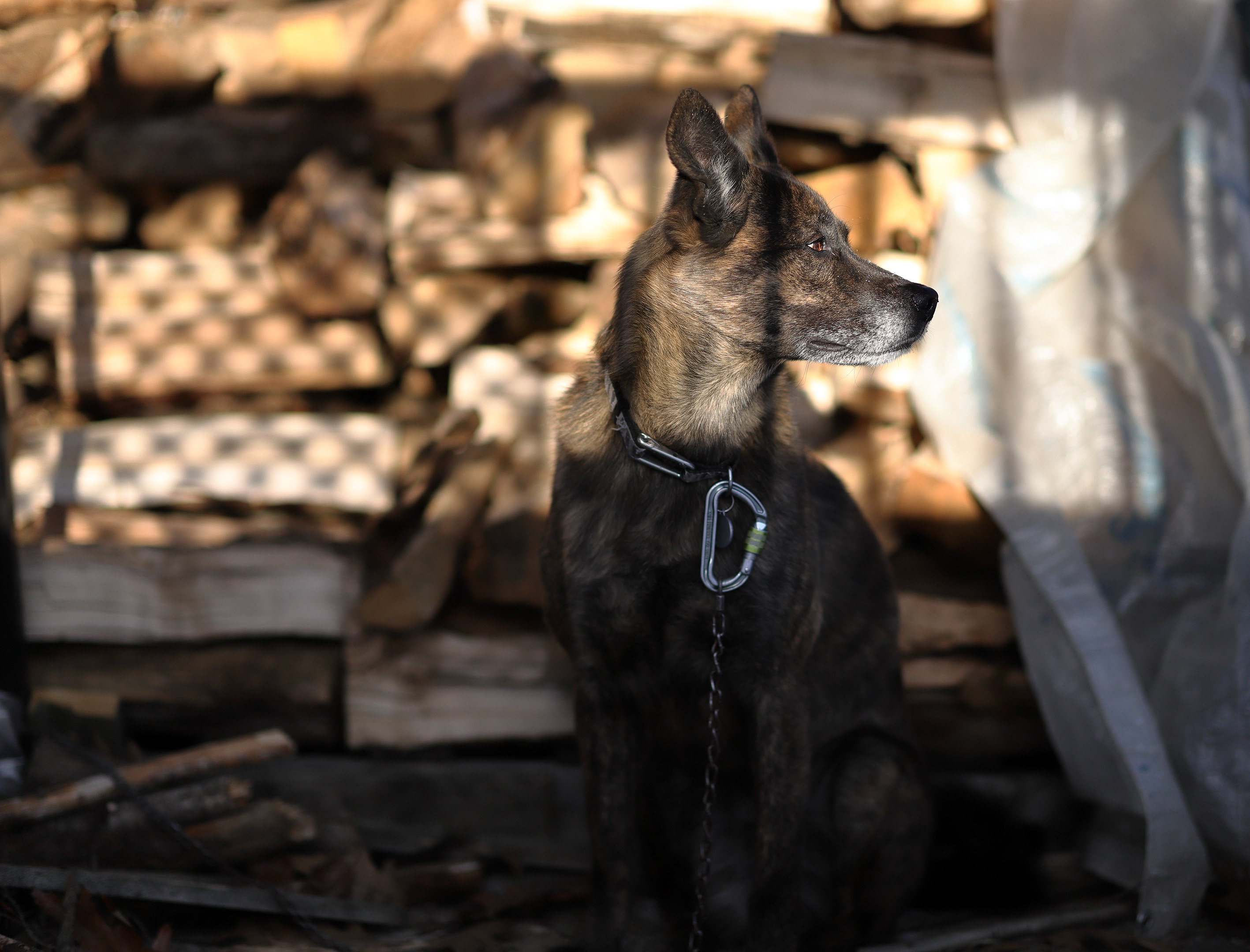 beryl_wood_pile_dusk_sun_1