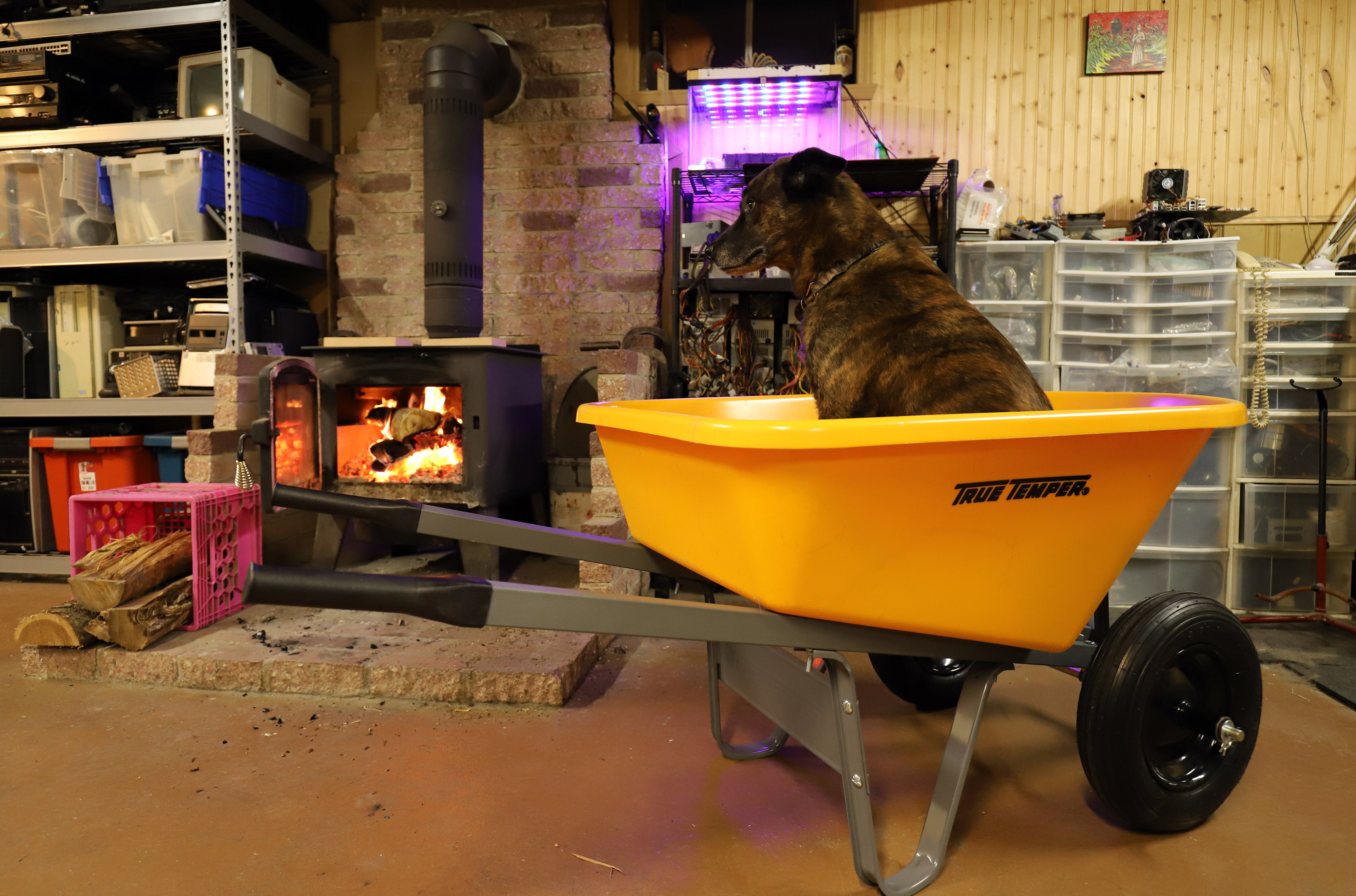 dog_wheelbarrow_dual_wheel_fireplace