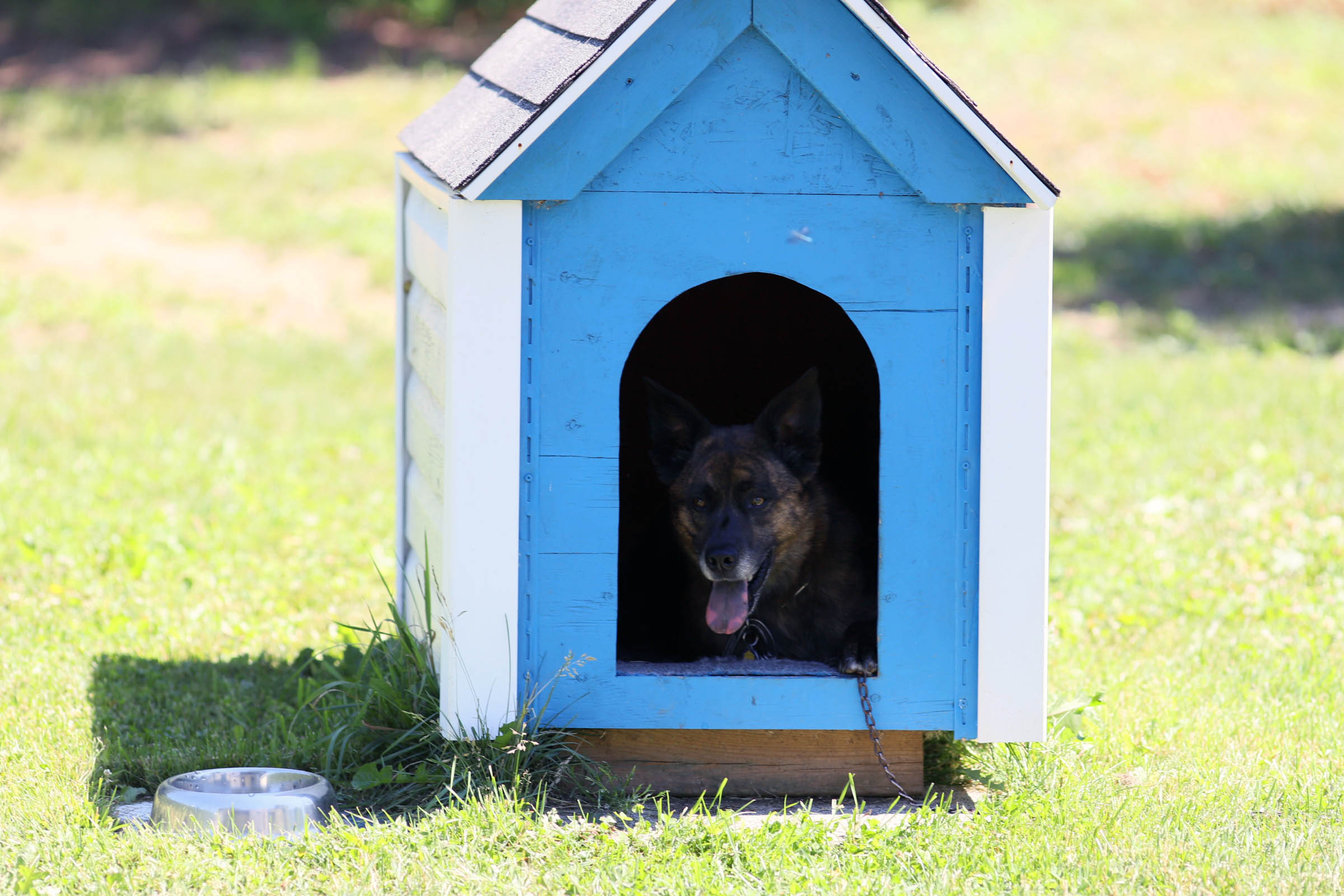 doghouse_beryl