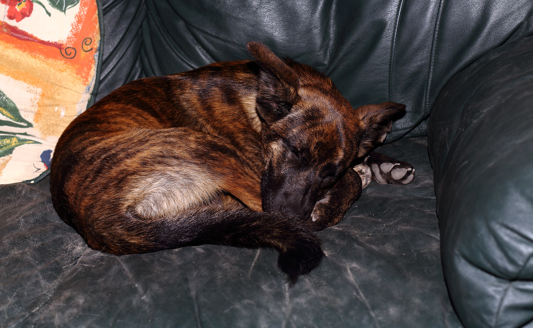 flash_test_sleeping_Beryl