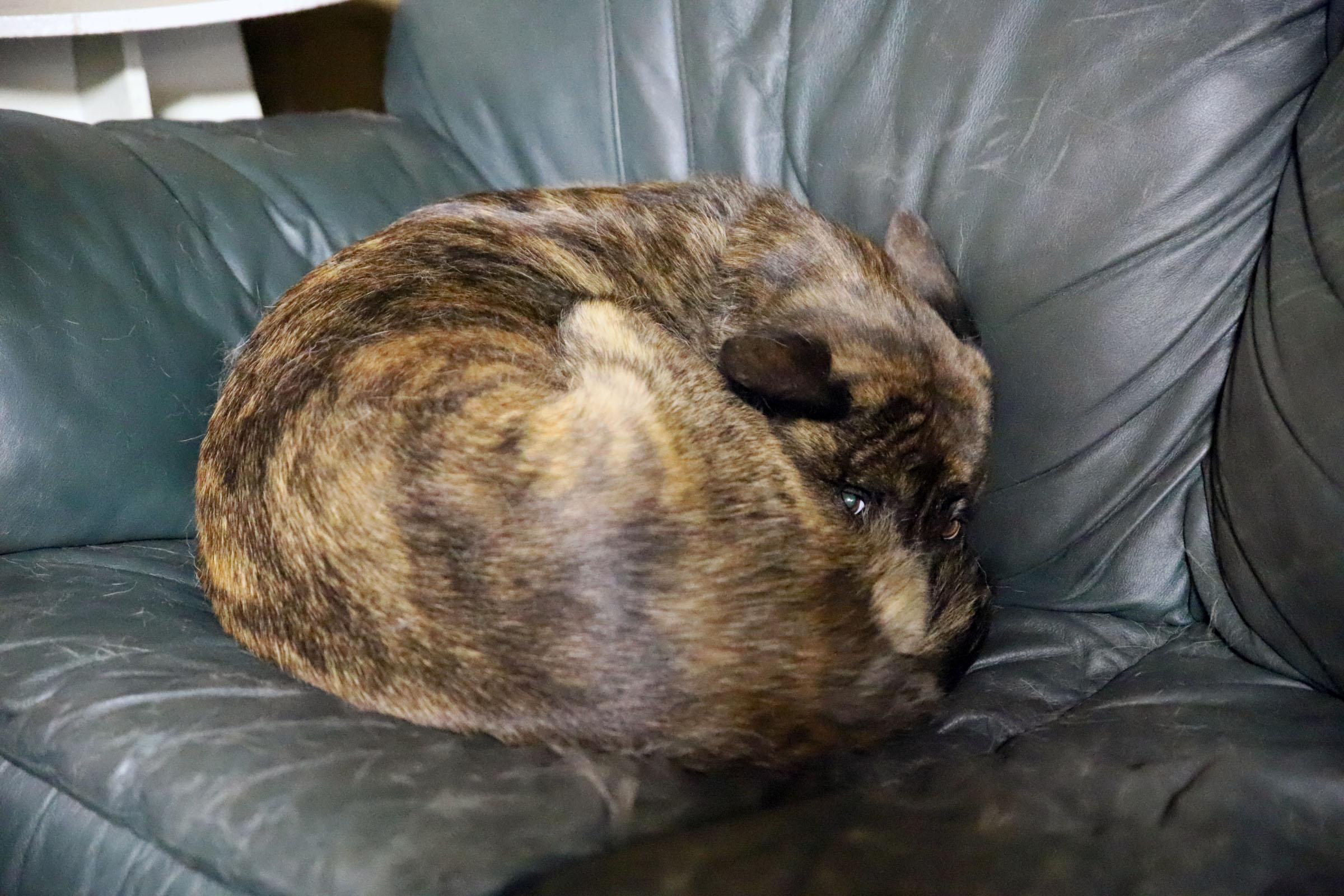furball