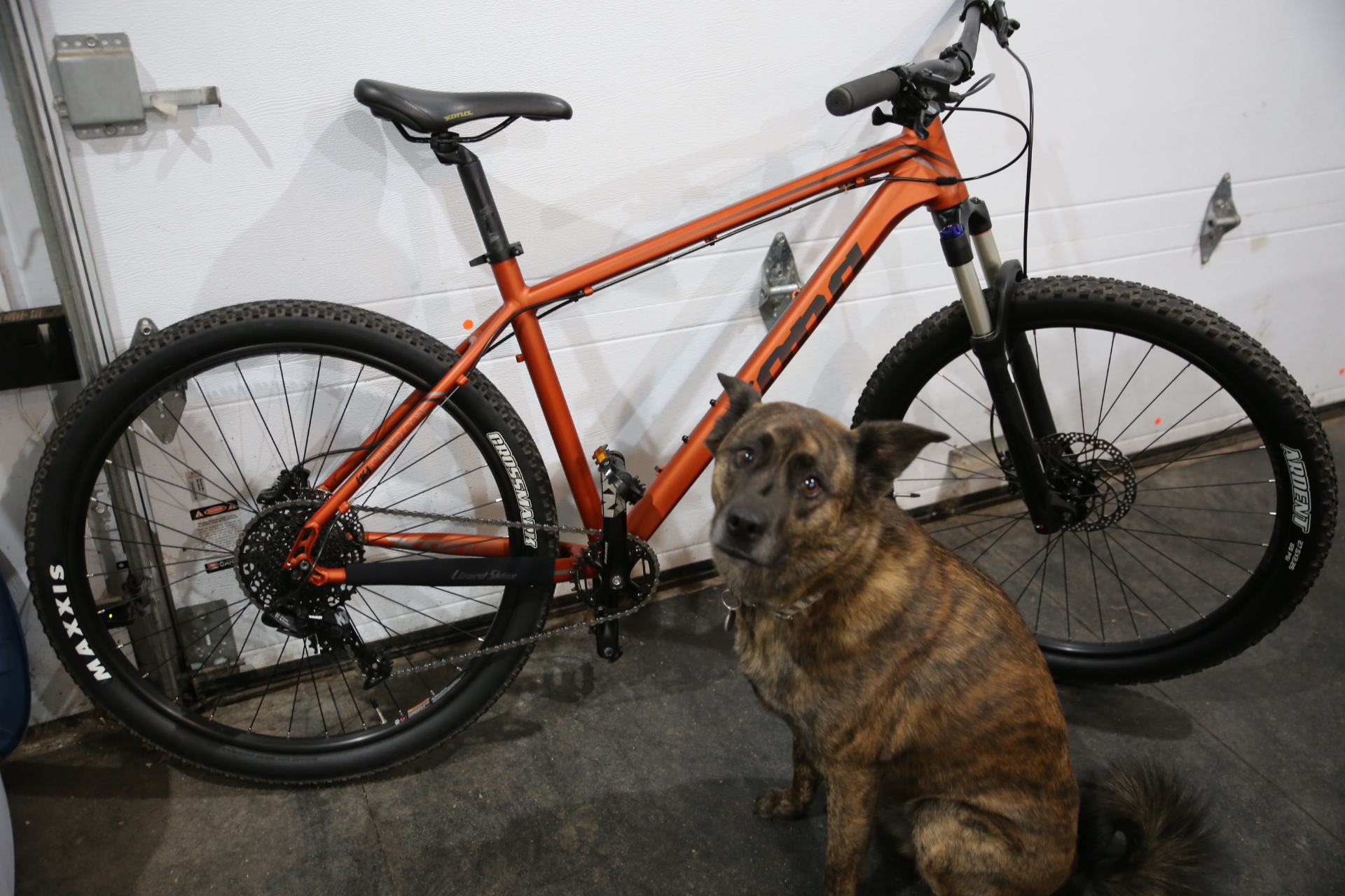 kona_bike_dog