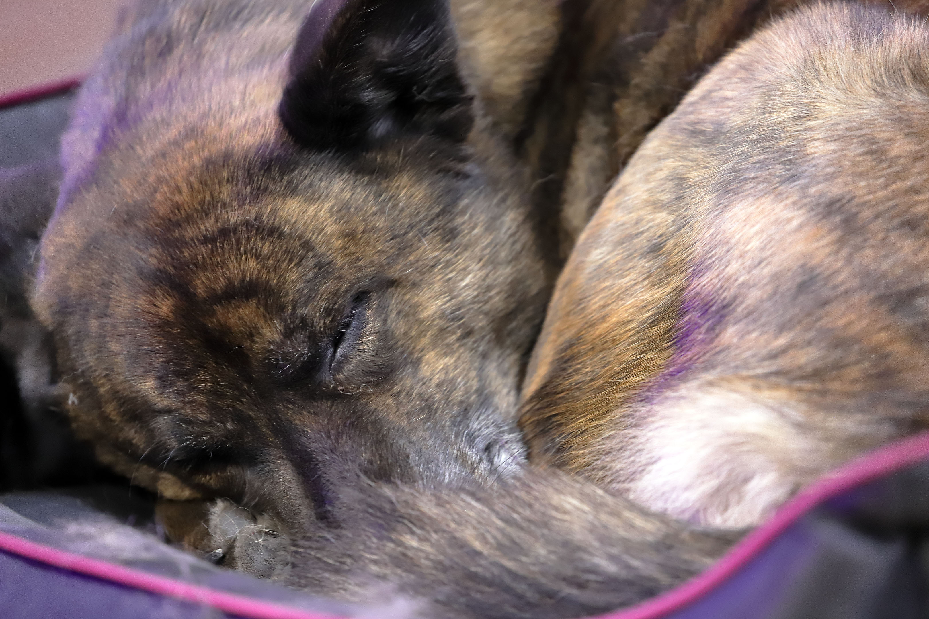sleeping_dog_beryl_closed_eyes_paratrepsis