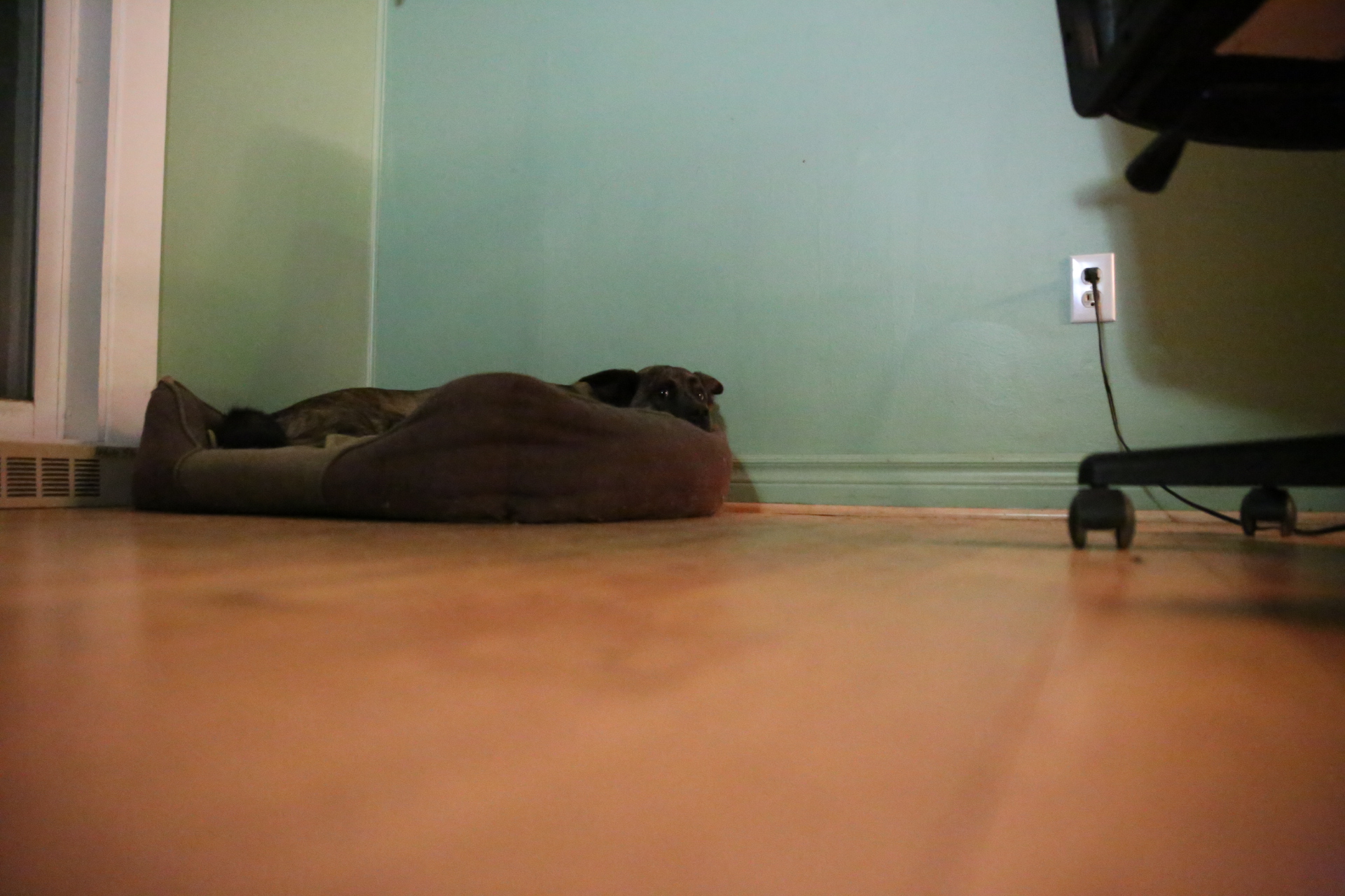 sleeping_hidden_Beryl