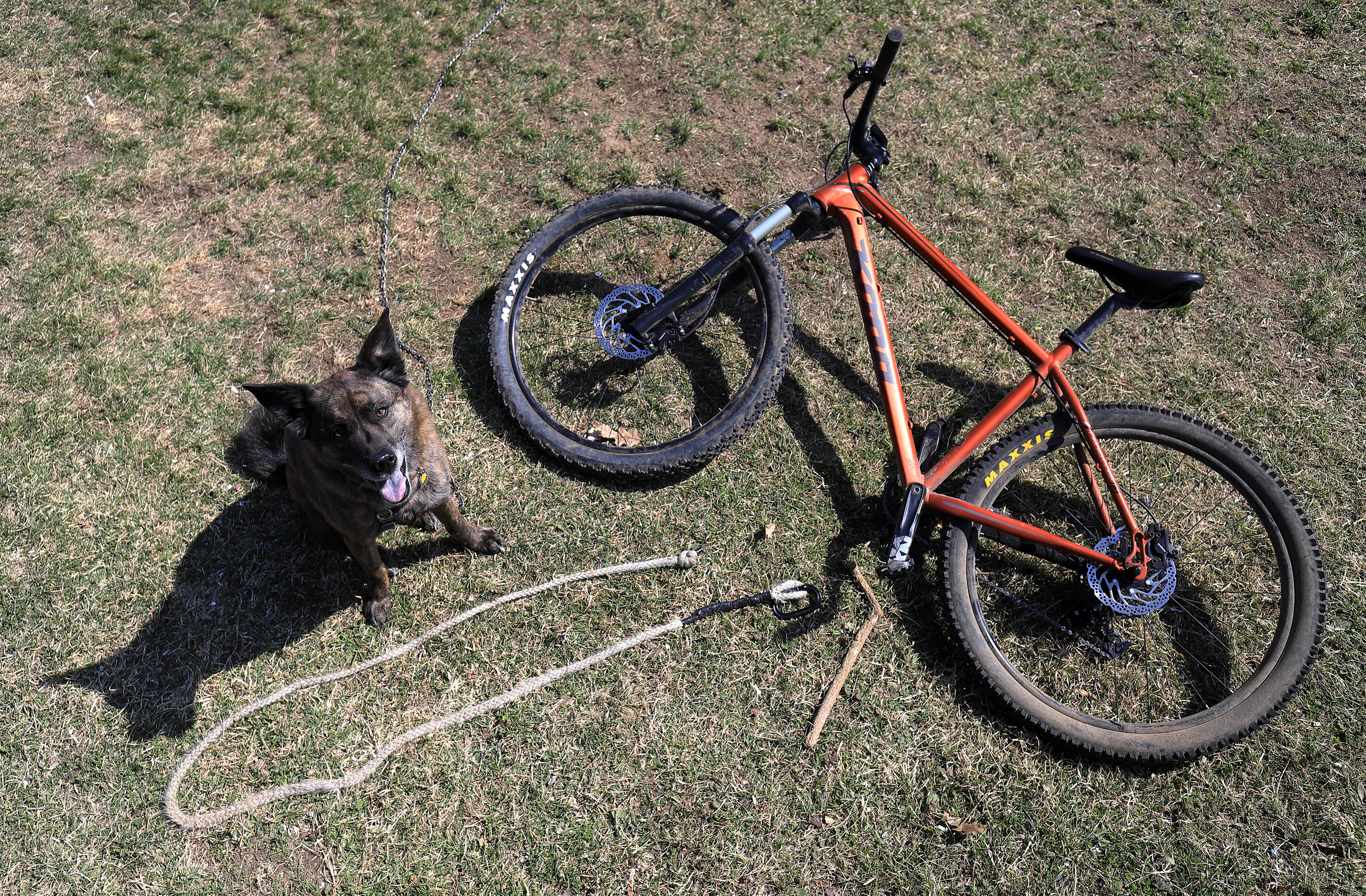 topdown_dog_bike_leash_mushing